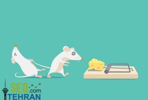 mouse trap
